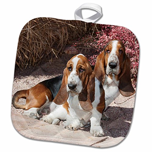 3dRose Two Purebred Bassett Hound Dogs Near Red Bush-Na02 Pwo0061-Piperanne Worcester Potholder, 8 x 8