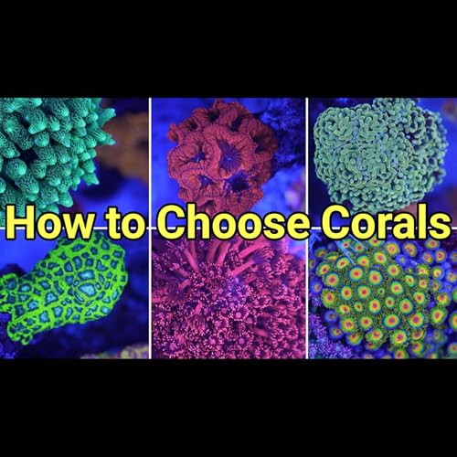 The 10 Criteria for Selecting Corals | The Prestige Reef Dork Show Ep 111