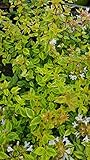 Abelia X grandiflora 'Kaleidoscope' / Abelie à grandes fleurs naine panaché/Conteneur de 7 à 10 litres