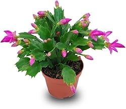 Verdecora Ripsalis Natural Plant – Schlumbergera – Christmas Cactus – Santa Teresite – Natural Christmas Plant (Pot 9 cm)