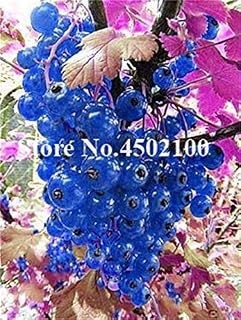 Kalash New 50pcs Gooseberry Fruit Seeds for Gardening Dark Blue