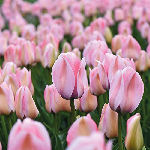 Tulip Bulbs Tulipa Bella Blush Hardy Beautiful Pink Flower Unique Peach Stripe Stunning Cut Flower Perfect for Border Displays 8 x Tulip Bulbs by Thompson and Morgan