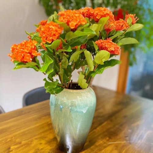 Semi di Ixora, resistenti per il giardino da balcone resistenti da giardino resistenti perenni semi di arbusti fioriti 20pcs