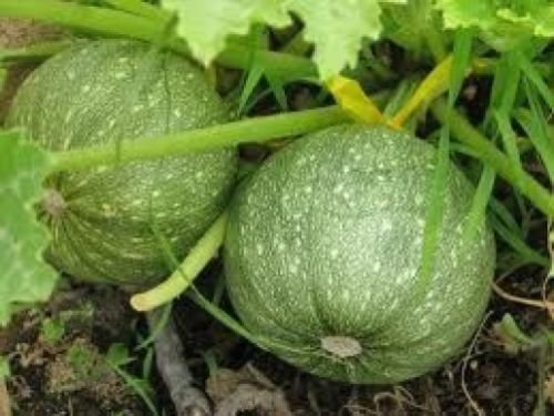 100 Italian Ratonda Zucchini Semi 2018 (Bulk - Save !!!) : Seeds Only
