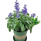 Salvia Purple Flower Seeds 20+ (Sage Scarlet) Wildflower Scarlet Bicolor Color Salvia splendens Salsa Scarlet Bi-Color Purple Flower Seeds para Bonsa Home Garden Yard Outdoor Outdoor Plantación