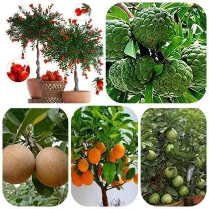 All Climate Mega Combo Tree Seeds & Fruit Seeds