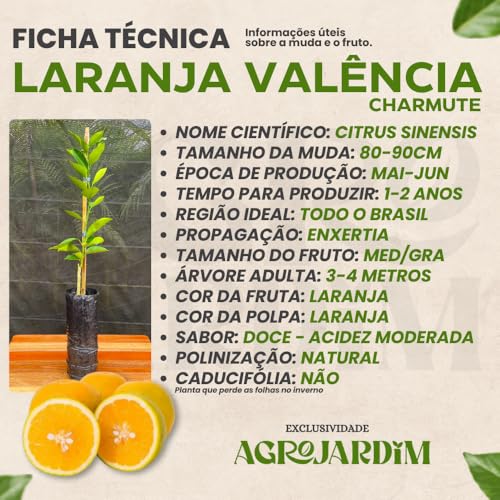 Muda Frutífera de Laranja Valência Charmute Enxertada