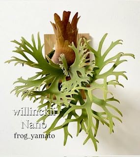 ナ*-様 Asurada spore ビカクシダ　ウィリンキー ナ*-様 Asurada spore ビカクシダ ウィリンキー Yahoo!オークション