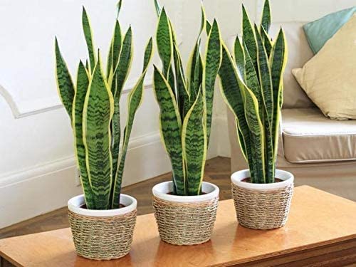 Plantazee Wofloo Sansevieria Trifasciata, Snake Plant, Mother-In-Law Tongue, Low Maintenance Air Purifier Plant (Long Green Leaves) For Home & Garden (B0B2R3HWPK) Amazon Price History, Amazon Price Tracker