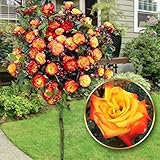 🌞VARIEDAD DECORATIVA - Los rosales de tallo quedan magníficos en macetas o en el suelo. Si los plantas en grupos, sus hermosas flores tendrán un efecto aún más ornamental. Las flores también se pueden utilizar para ramos o como ojales.