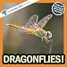 Dragonflies!: A My Incredible World Picture Book for Children (My Incredible World: Nature and Animal Picture Books for Children)