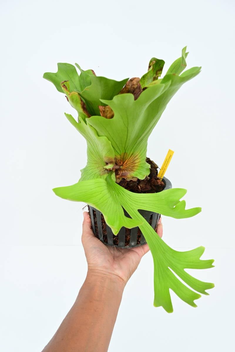 Amazon.co.jp: P.coronarium Chanthaburi① @bikamori com