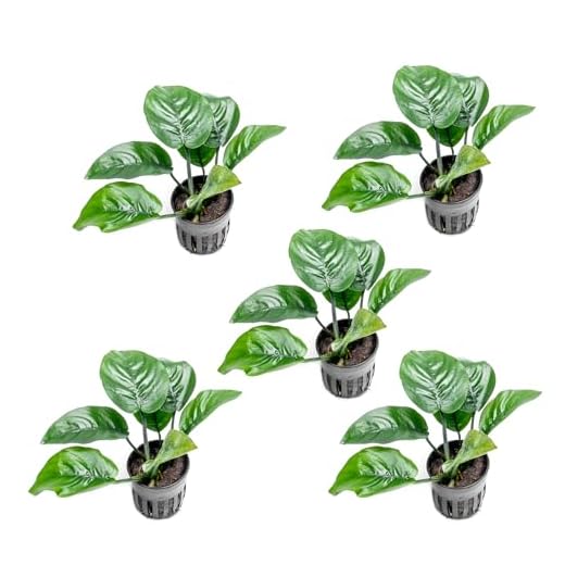 Anubias Barteri Live Aquarium Plants - 5 Pots