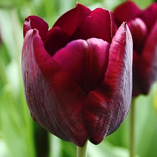 Ronaldo Triumph Tulip Flower Bulbs - 10 Bulbs per Pack - Good as Cut Flowers - Good for Indoor Forcing - Easy to Grow Live Plants - Outdoor Garden