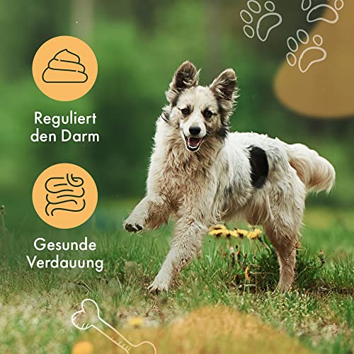 Hunde Verdauungs Pulver bei Durchfall oder Blähungen mit Probiotika & Präbiotika fördert die Darmsanierung bei Verdauungsproblemen für eine gesunde Darmflora 250g