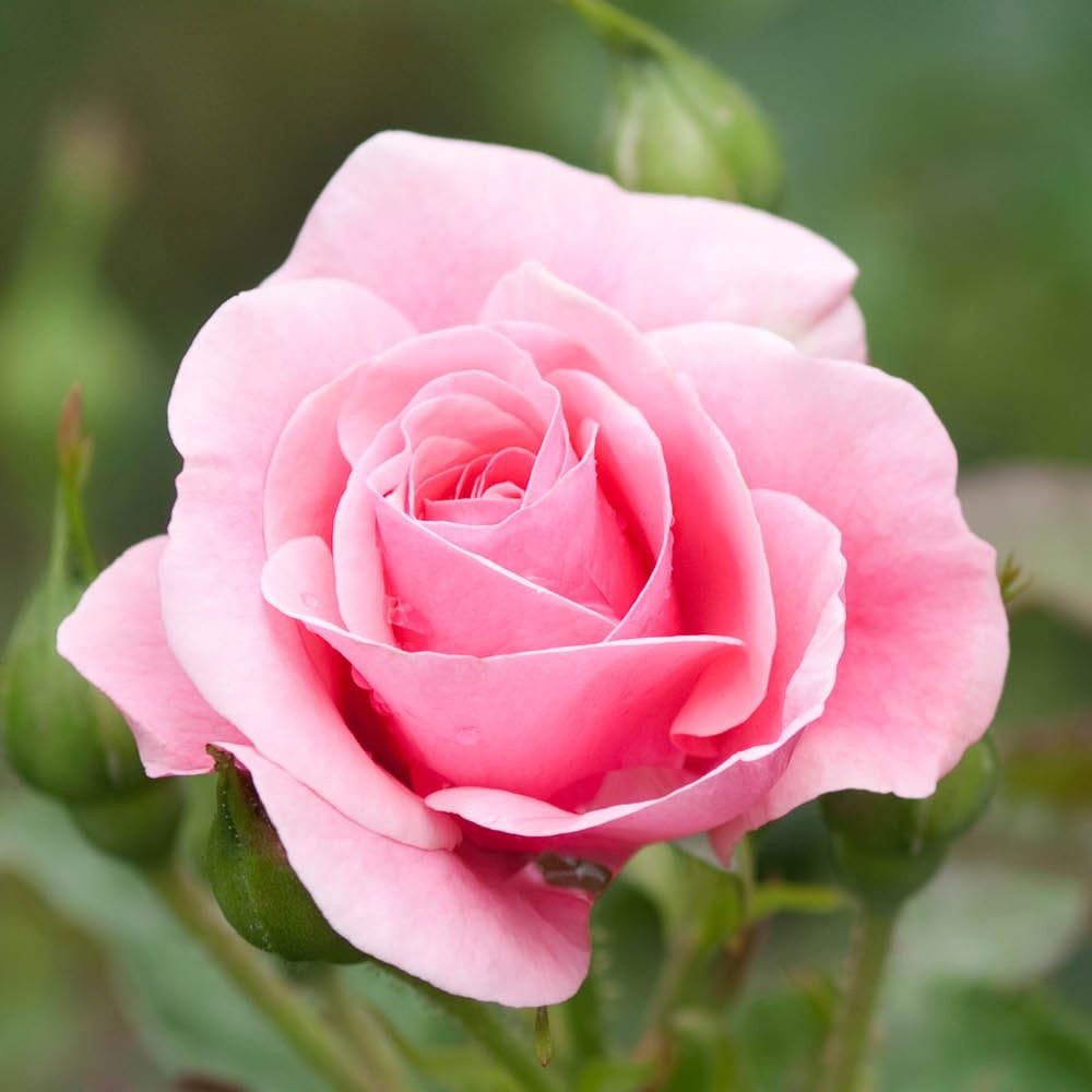 YouGarden Harkness Karen's Rose, Established Plant in 4 Litre Pot, Ready to Plant Rose, For Pots, Beds, and Borders