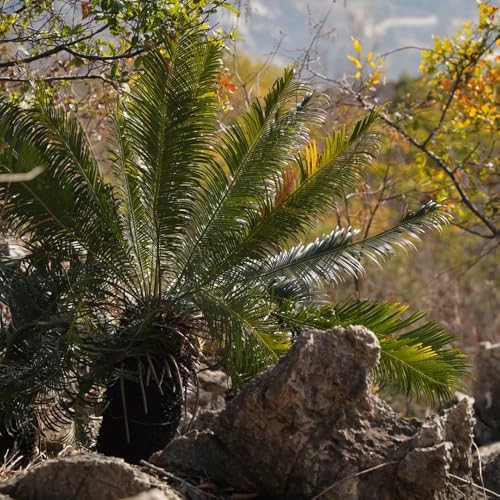 semillas de cícadas, Plantas de jardín perennes resistentes cycas revoluta, plantación de árboles bonsái árbol bonsái Plantas en maceta resistentes al aire libre plantas exóticas 4pcs