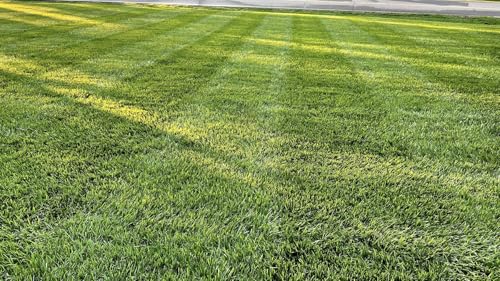 Grass Seed Blends For Overseeding Existing Turf