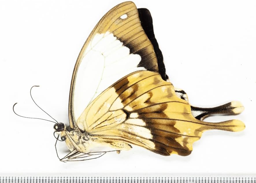 未展翅・昆虫標本No.14 オスジロアゲハ標本落札合計3000以上で!!From Finch