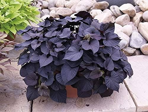 MVKR - Live Beautiful Purple Sweet Potato Vine Plant (B0BHRFXQYK) Amazon Price History, Amazon Price Tracker