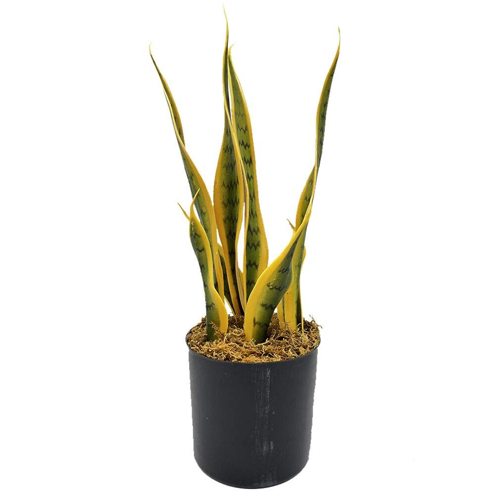 Buy Fycooler Artificial Snake Plants Artificial Tropical Snake Plant