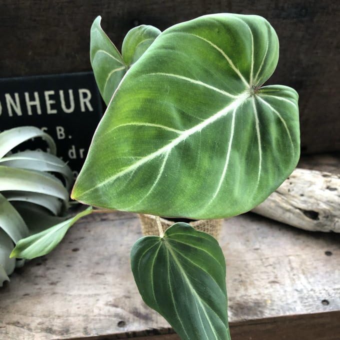 Amazon｜グロリオーサム フィロデンドロン 可愛い 観葉植物｜観葉植物