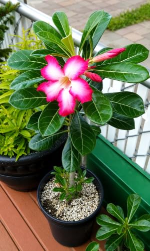 Image of EXOTIC LIVE Premium Live Adenium Desert Rose Plant (PACK OF -3) - Striking Flowering Succulent for Indoor /Outdoor - Unique Bonsai Houseplant with Thick Caudex