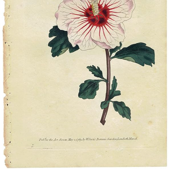 Amazon.co.jp: イギリス アンティーク ボタニカルアート Curtis