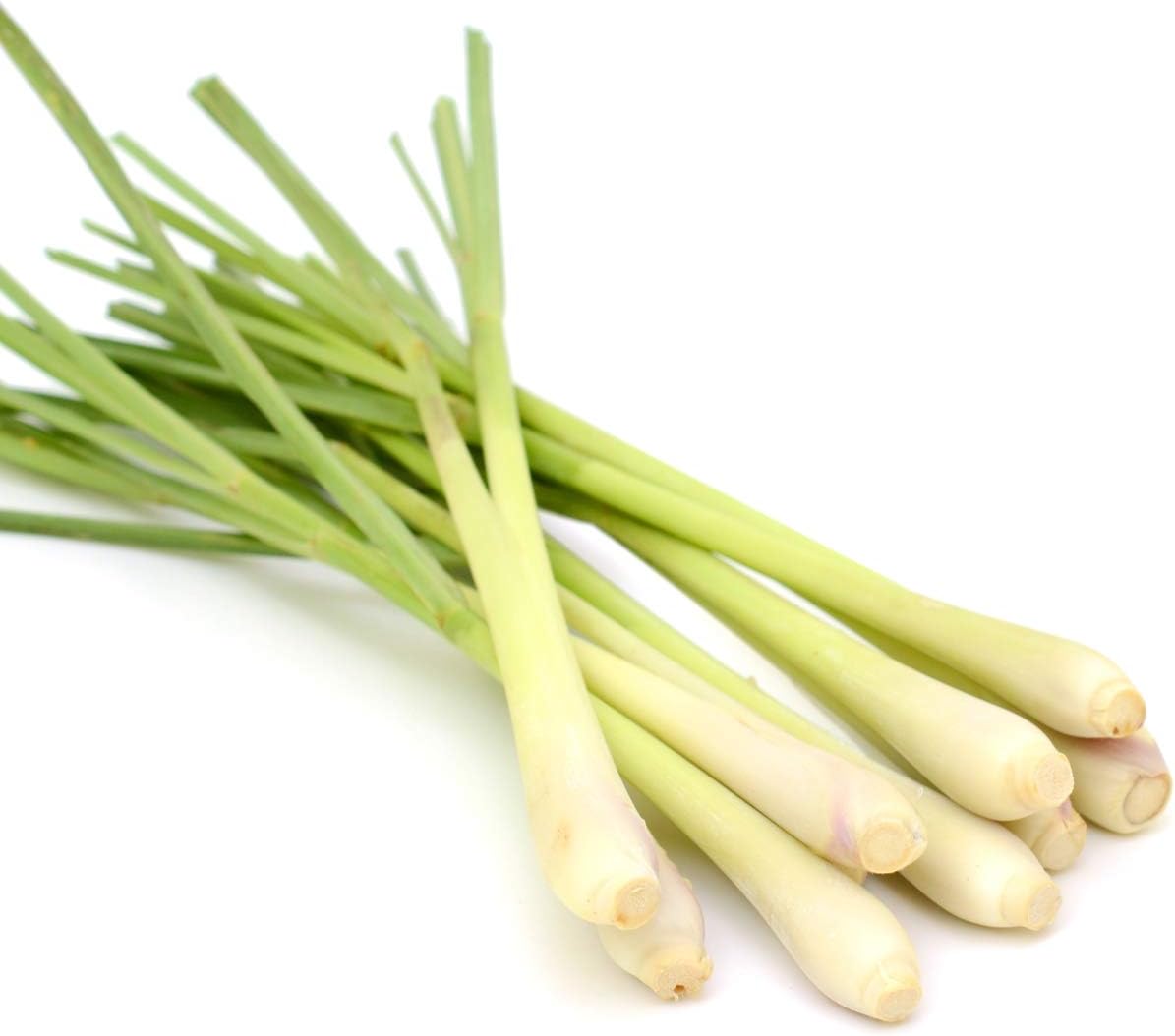 Tropica - Lemongrass (Cymbopogon flexosus) - 100 Seeds - Herbs