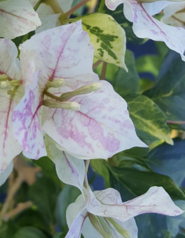 Bougainvillea Sunstone White |Plug Plant | Climber