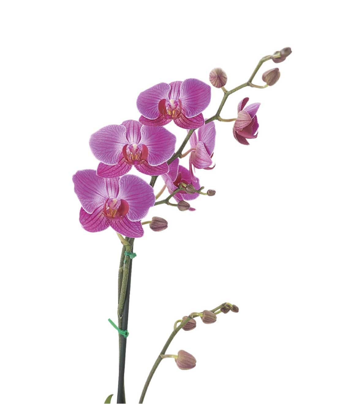Orquídea Natural la Planta Perfecta para Amantes de la Naturaleza