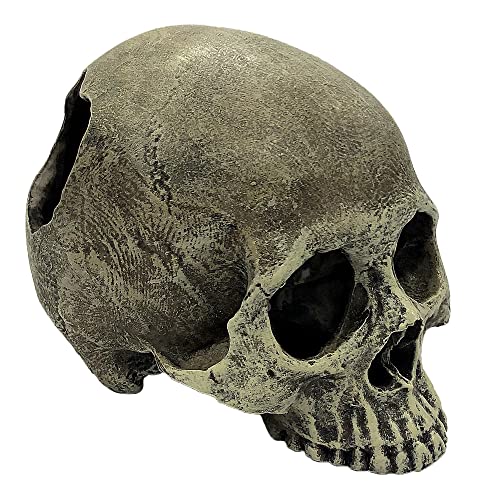 Image of Komodo Human Skull Half