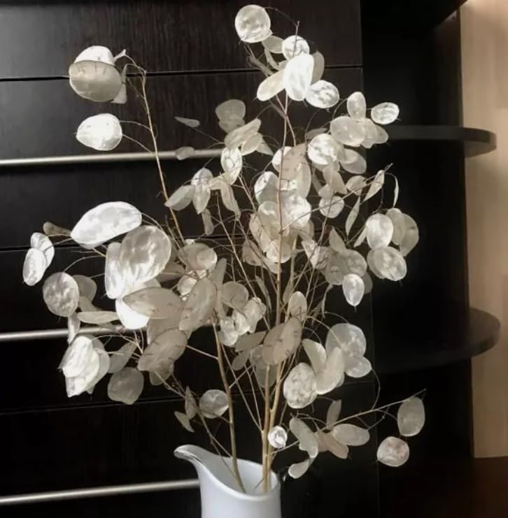 1 Pack of 50 SEEEDS LUNARIA Honesty Violet - Lunaria biennis annua