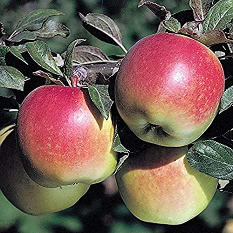 GLOBALPLANTS ANNA APPLE GRAFTED LIVE PLANTS (B0B2DXR3V5) Amazon Price History, Amazon Price Tracker