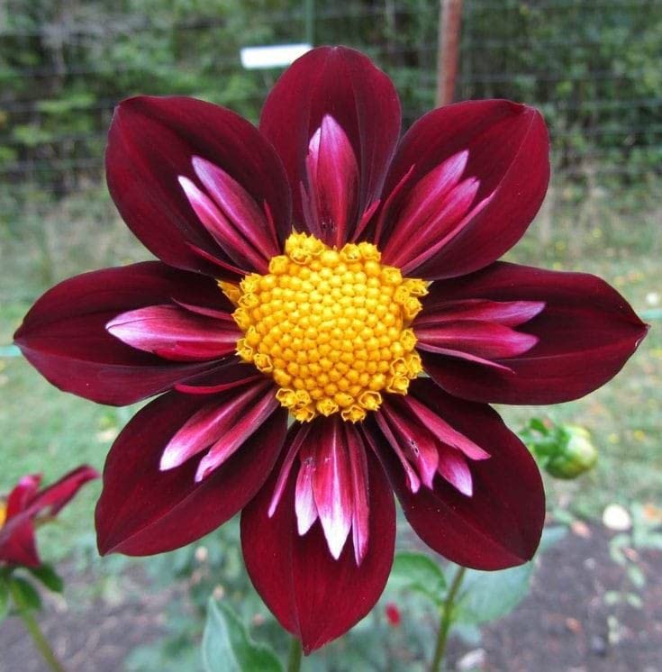 Radha Krishna Agriculture® Dahlia Mix Color Flower Seeds For Your Garden (80 to 100 Seeds Pack) (B0BTD93P6F) Amazon Price History, Amazon Price Tracker