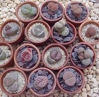 Living Stone Plant - Lithops - 2" Pot - Strange Plant - Collector's Series #TOP3