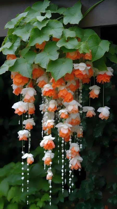 RADHA KRISHNA AGRICULTURE® Weeping begonia flowers bulbs | orange flowers bulbs | Pack of 2 Bulbs (B0CQ6D7W7F) Amazon Price History, Amazon Price Tracker