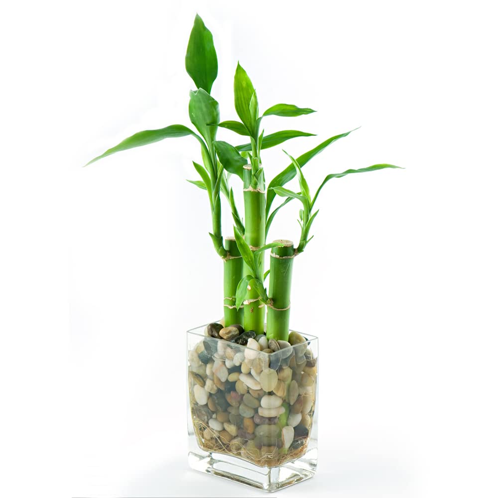Glcksbambus Bonsai  Extrem Winterharte Kbelpflanzen Samen 10 Stck Fr  Balkon & Garten