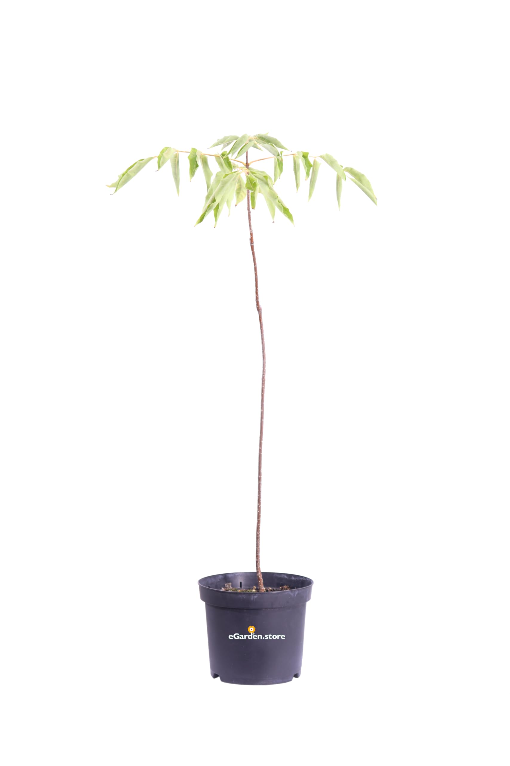 Pianta vera di Evodia Daniellii o Tetradium Daniellii Evodia Albero Del Miele pianta mellifera ornamentale da esterno venduta da eGarden.store