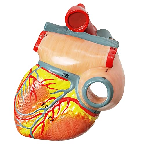 Image of HADWYN Human Heart Model Life Size Medical Heart Model for Anatomy, 2 Part Heart Models Anatomy