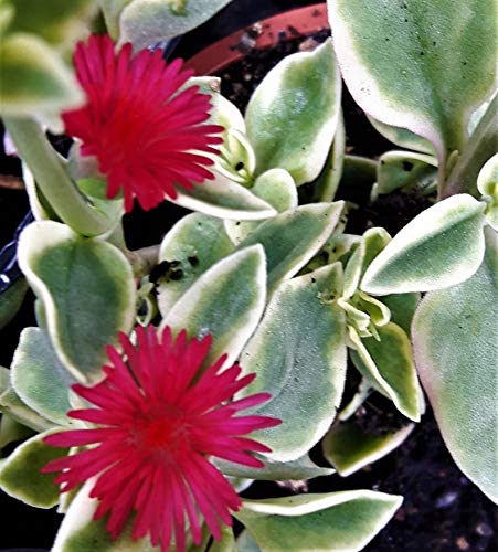 APTENIA CORDIFOLIA 'HEARTLEAF ICE Plant' 'Baby Sun Rose' Variegated MEZOO White & Green Leaves & RED Flowered Succulent in 7CM Pot