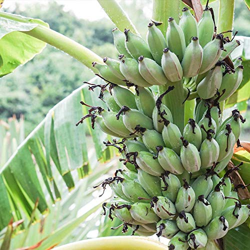Brighter Blooms - Ice Cream Banana Tree, 2-3 Ft. - Perfect Fruit For A Sweet Tooth - Cannot Ship To Ca, Fl, Tx, La, And Az #TOP7