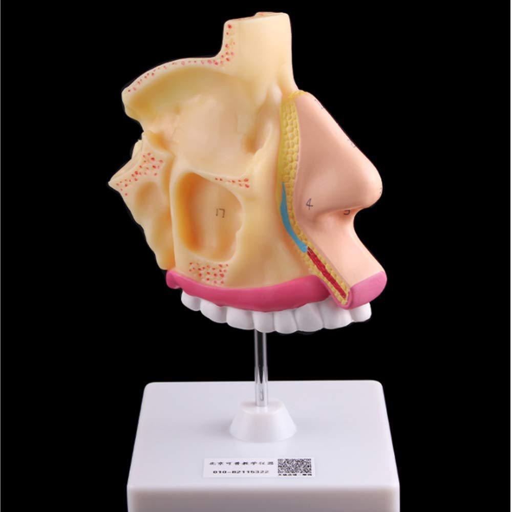 Il modello anatomico della cavità nasale umana allarga la struttura dell'otorinolaringoiatria del naso dello strumento del modello di insegnamento della biologia per lo strumento di presentazione