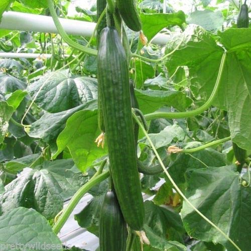 Risala FEMSPOT FI Cucumber Vegetable Greenhouse 25 Seeds