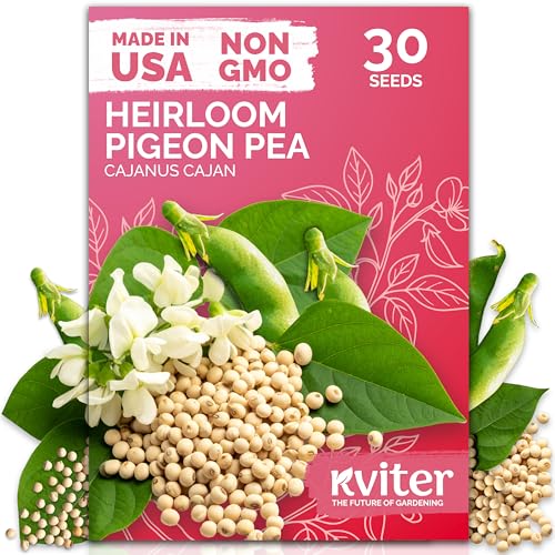 KVITER 30 Guandules Pigeon Peas Seeds for Planting (Cajanus Cajan) – a.k.a Gandules Goya, Gungo Peas, Congo Pea Non GMO & Organic – Heirloom Vegetable Seeds to Plant in Outdoor Garden & Trellises