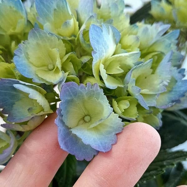 アジサイ　+オススメプランツアソート　紫陽花　ダリア　クレマチス アジサイ +オススメプランツアソート 紫陽花 ダリア クレマチス