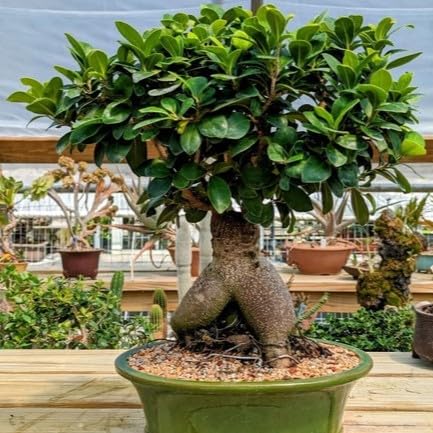 Ficus Microcarpa Live Indoor Plant Known as Chinese Banyan for Decorative Home Gardening Pack of 1-image-23