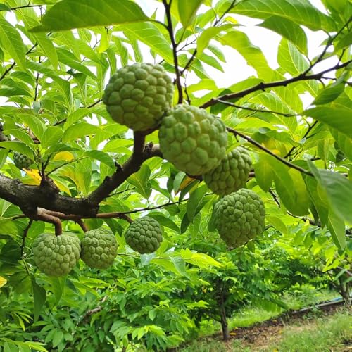 Semillas de graviola, semillas de guanábana, plantas para lugares soleados anona muricata, semillas de frutas, semillas orgánicas jardín de plantas, plantar semillas fruta fresca, 400pcs