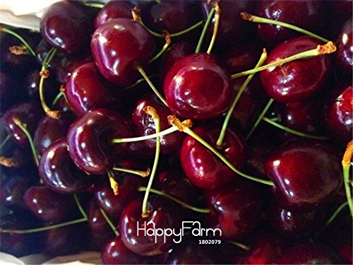Nuovo ArrivalDirect USA Ciliegie ciliegio Semi di