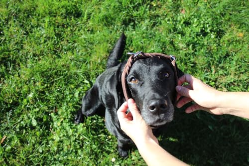 Activity4Dogs Zugstopp-Halsband mittelgroße Hunde Echt-Leder geflochten - L (Kopfumfang bis 55 cm)